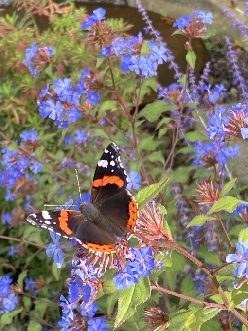 A butterfly visiting lilac/blue flower heads.