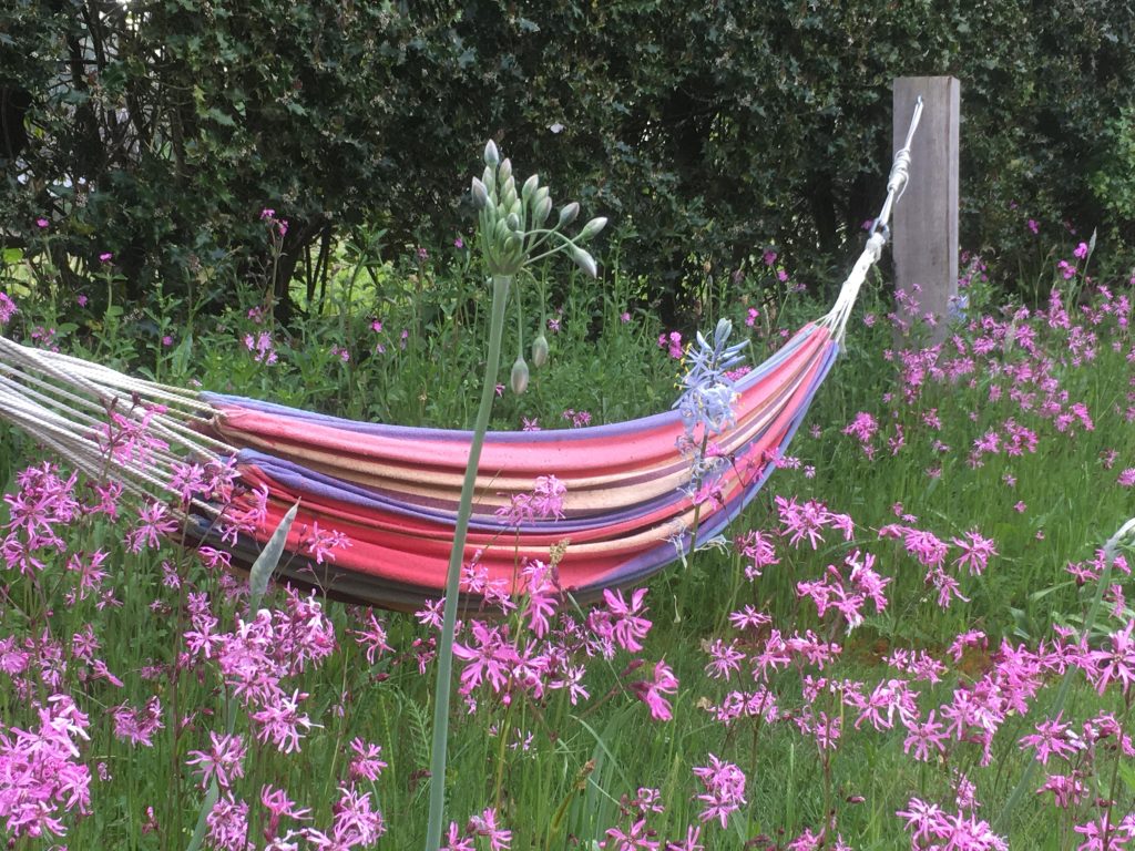 Wildflower meadow scene, close-up with hammock stretching across the flowers and holly hedge in the background.
