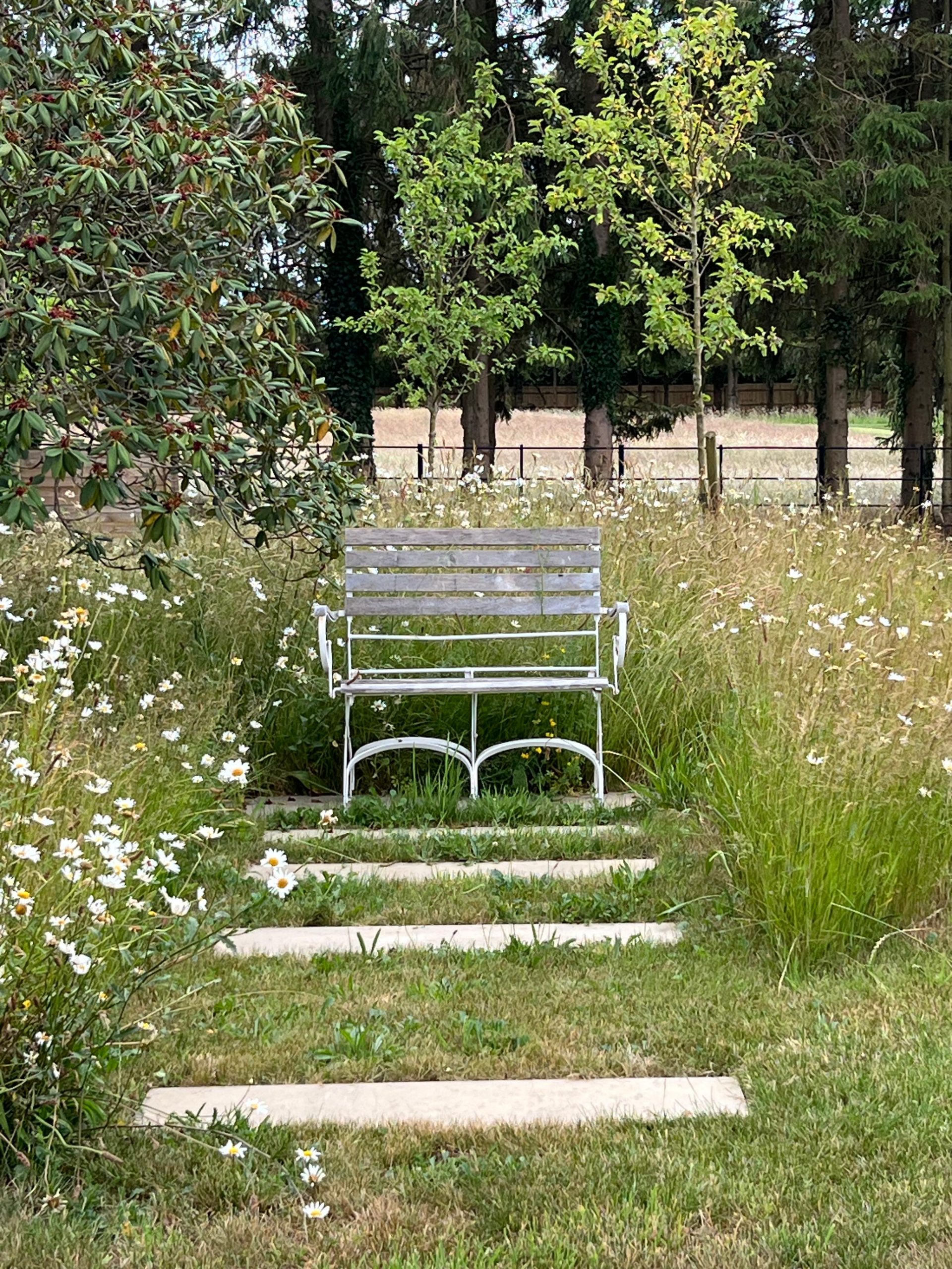 Wildflower meadow scene with path leading to seating at centre.