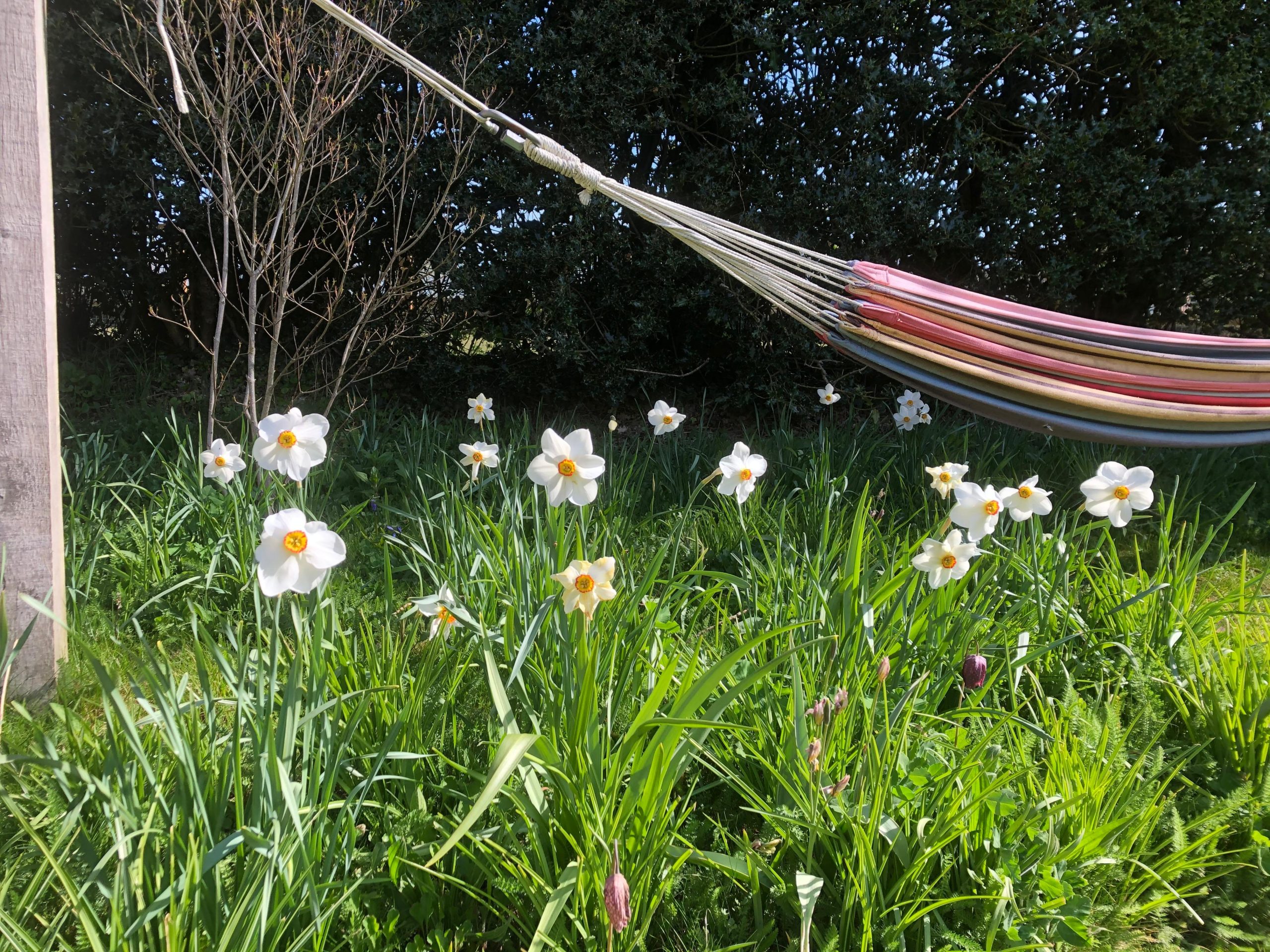 Wildflower meadow scene - close-up with colourful yellow flowers and abundant grass.