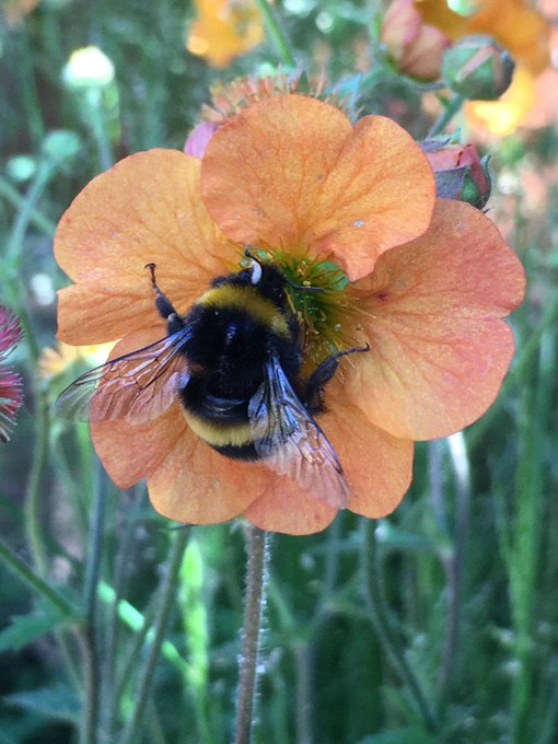A bee visiting an orange flower head - Geum Totally Tangerine.